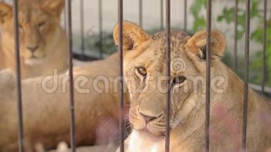 一只美丽的母狮正在动物园里休息，一群狮子正在动物园里休息